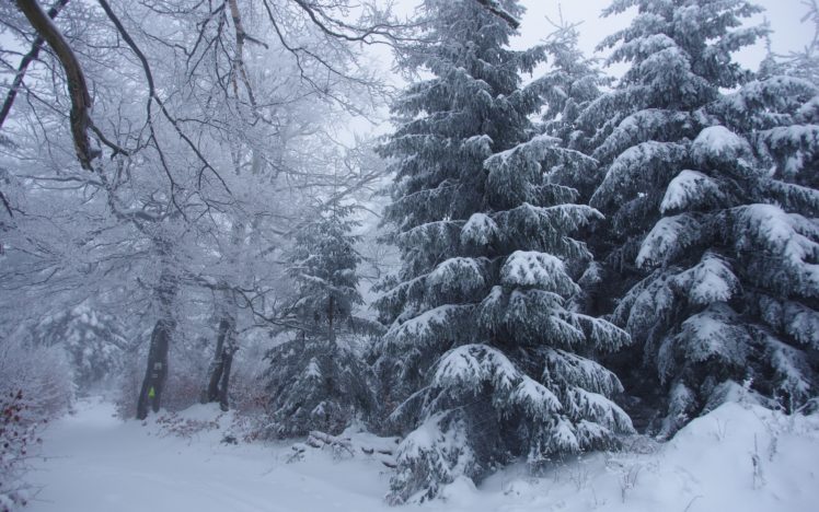 winter, Forest, Trees, Snow, Landscape, Gs HD Wallpaper Desktop Background
