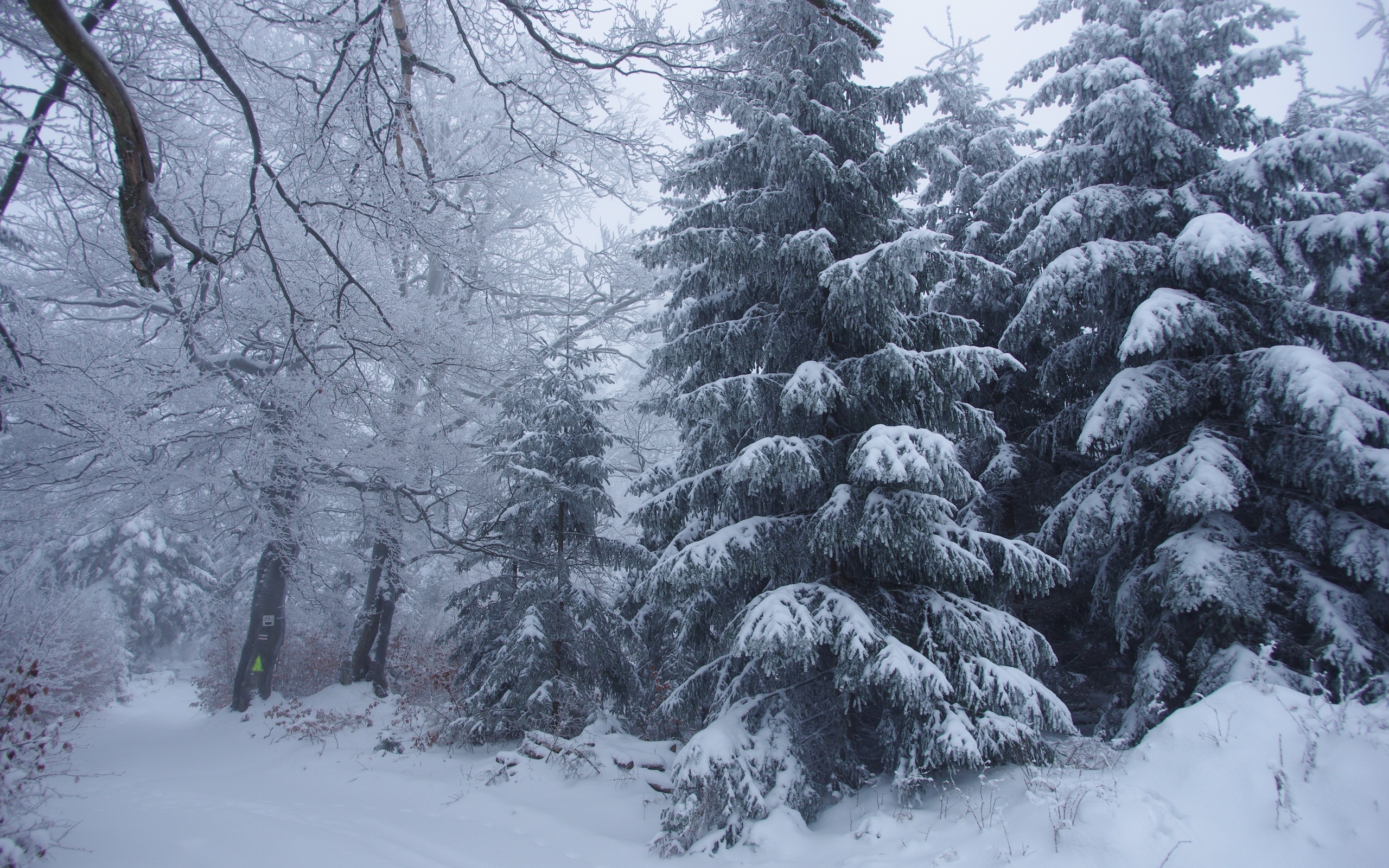 winter, Forest, Trees, Snow, Landscape, Gs Wallpaper
