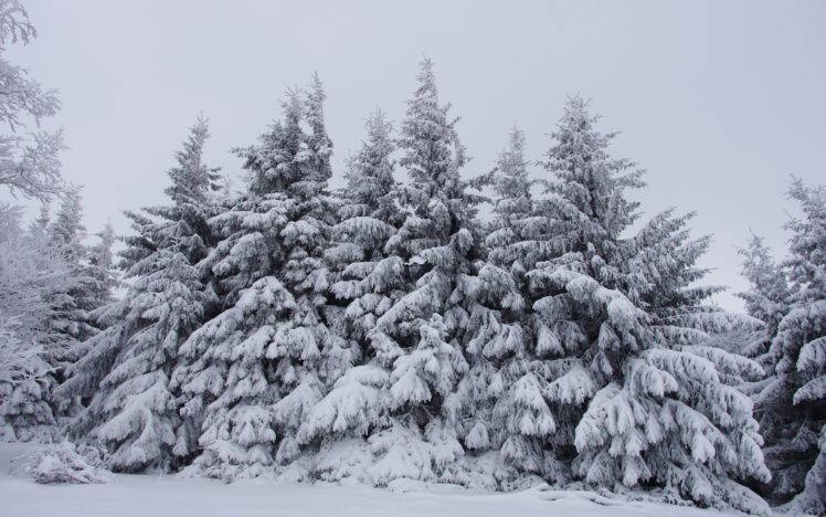 winter, Forest, Trees, Snow, Landscape HD Wallpaper Desktop Background