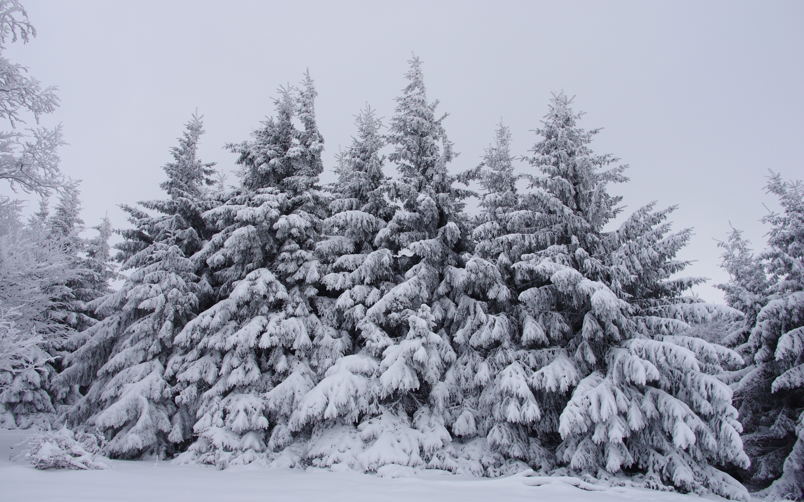 winter, Forest, Trees, Snow, Landscape Wallpaper