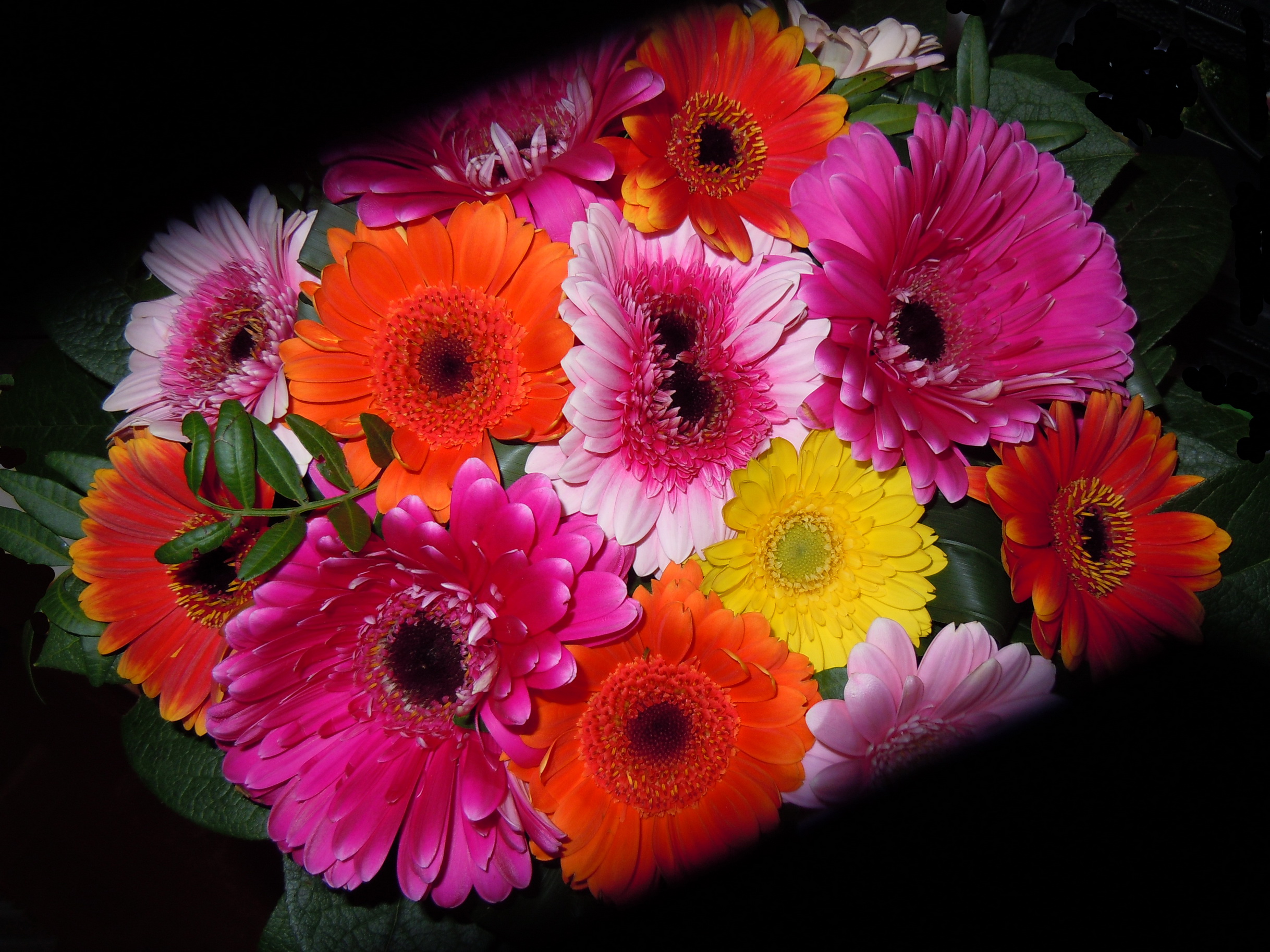gerberas, Bouquet Wallpaper