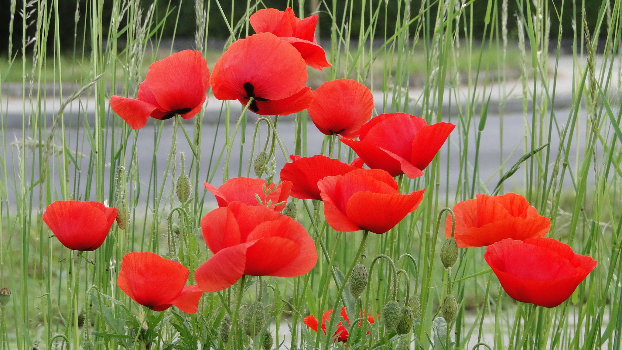 poppies, Red, Flowers Wallpaper