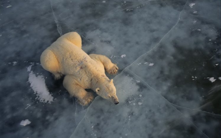 nature, Animals, Polar, Bears HD Wallpaper Desktop Background
