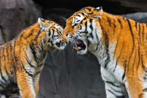 love, Family, Animals, Tigers, Zoo, Wild, Animals, Baby, Animals