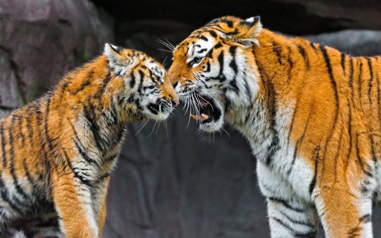 love, Family, Animals, Tigers, Zoo, Wild, Animals, Baby, Animals HD Wallpaper Desktop Background