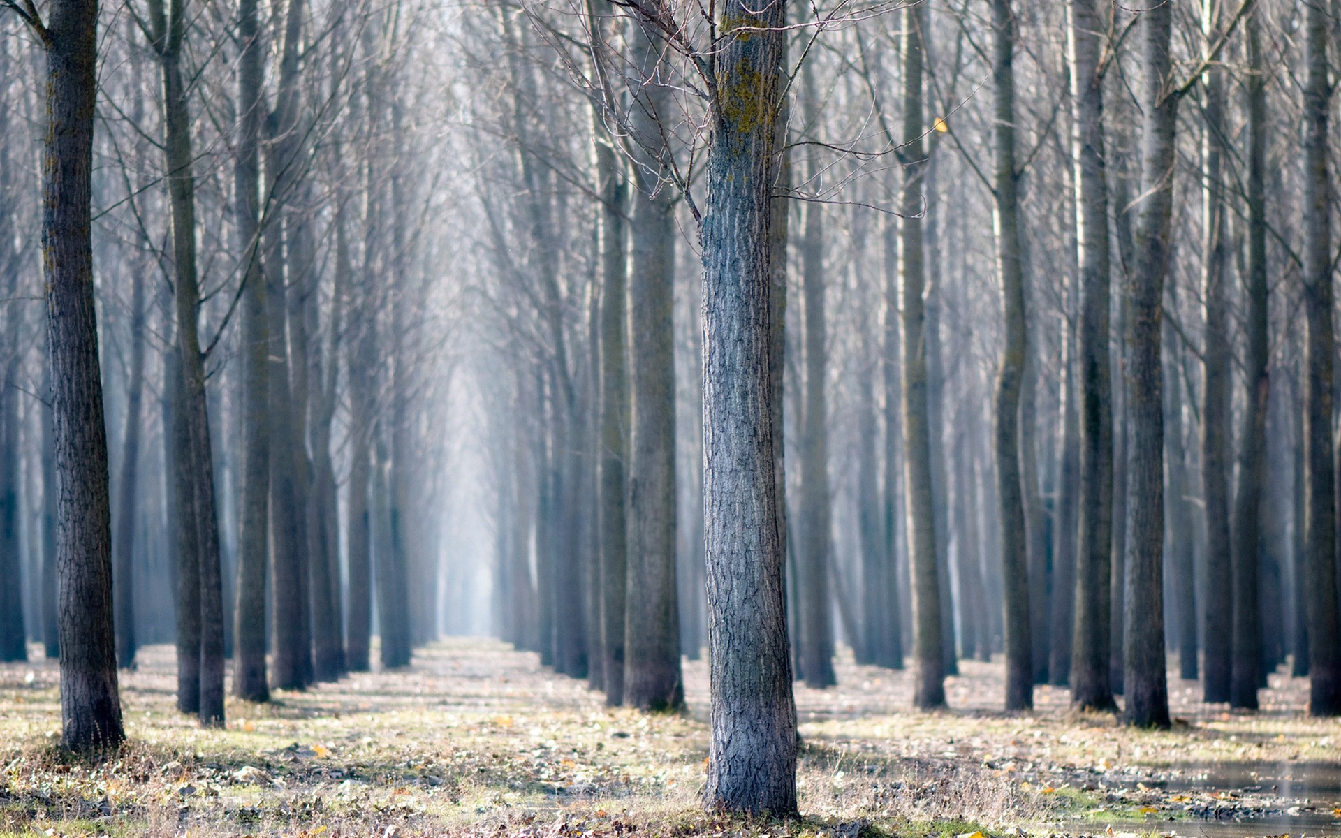 landscapes, Nature, Trees, Forest Wallpaper
