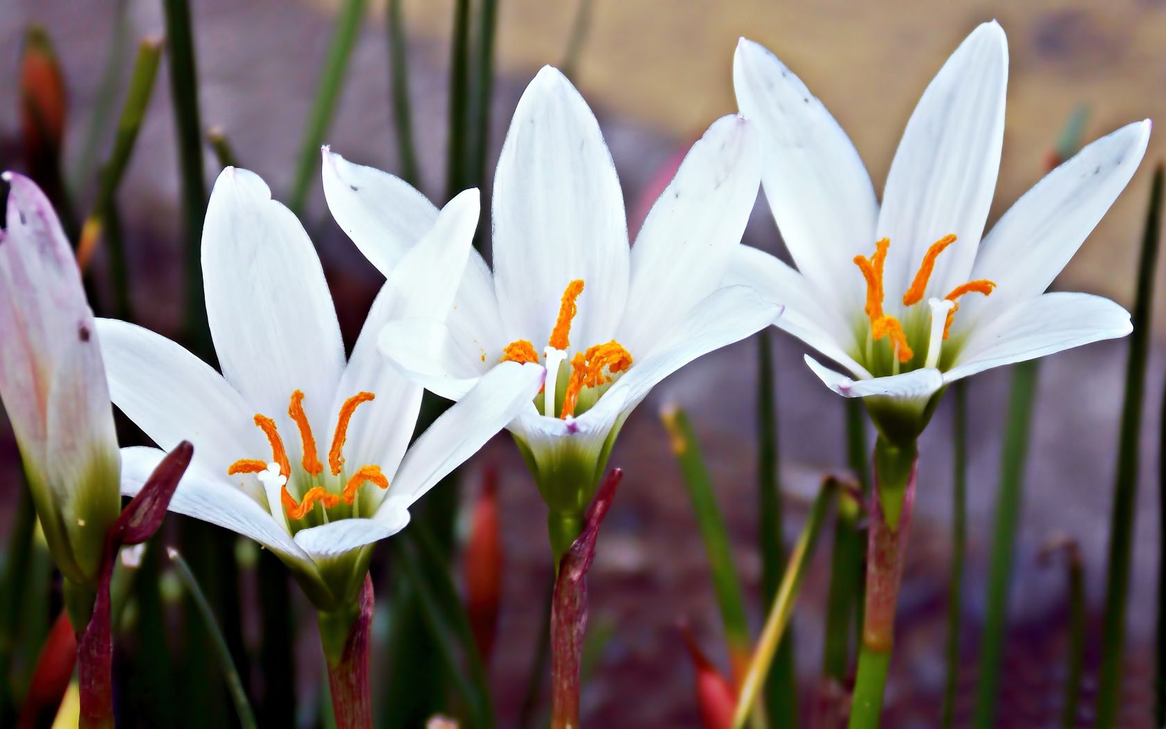 white, Flower Wallpaper