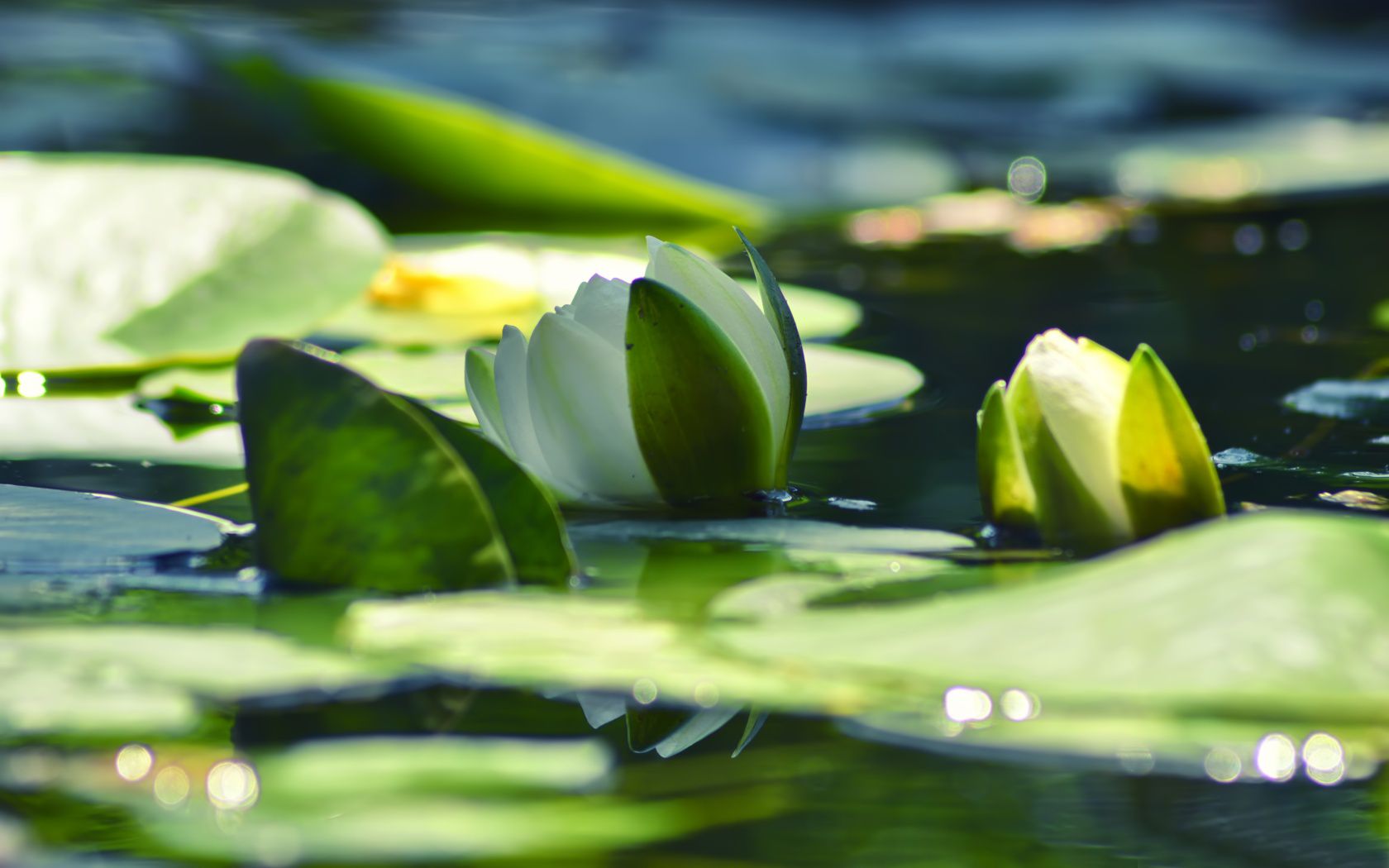 water, Lily Wallpaper