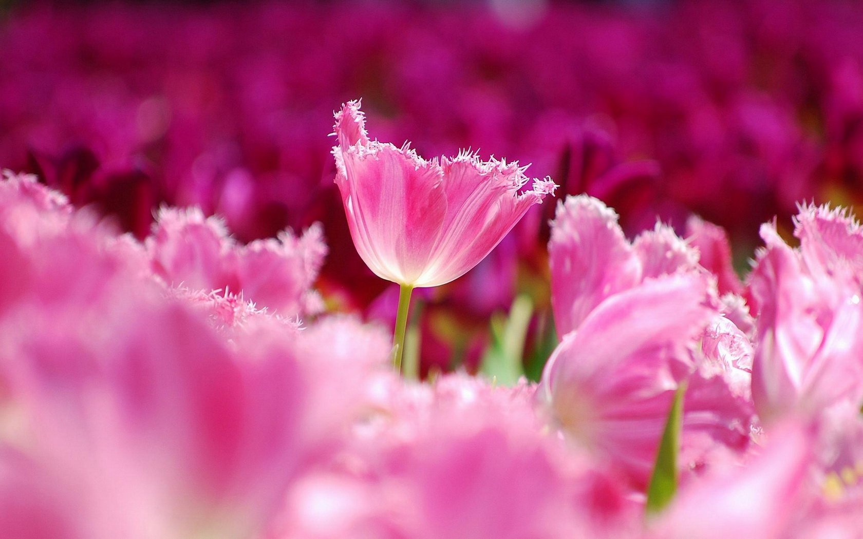 flowers, Tulips Wallpaper