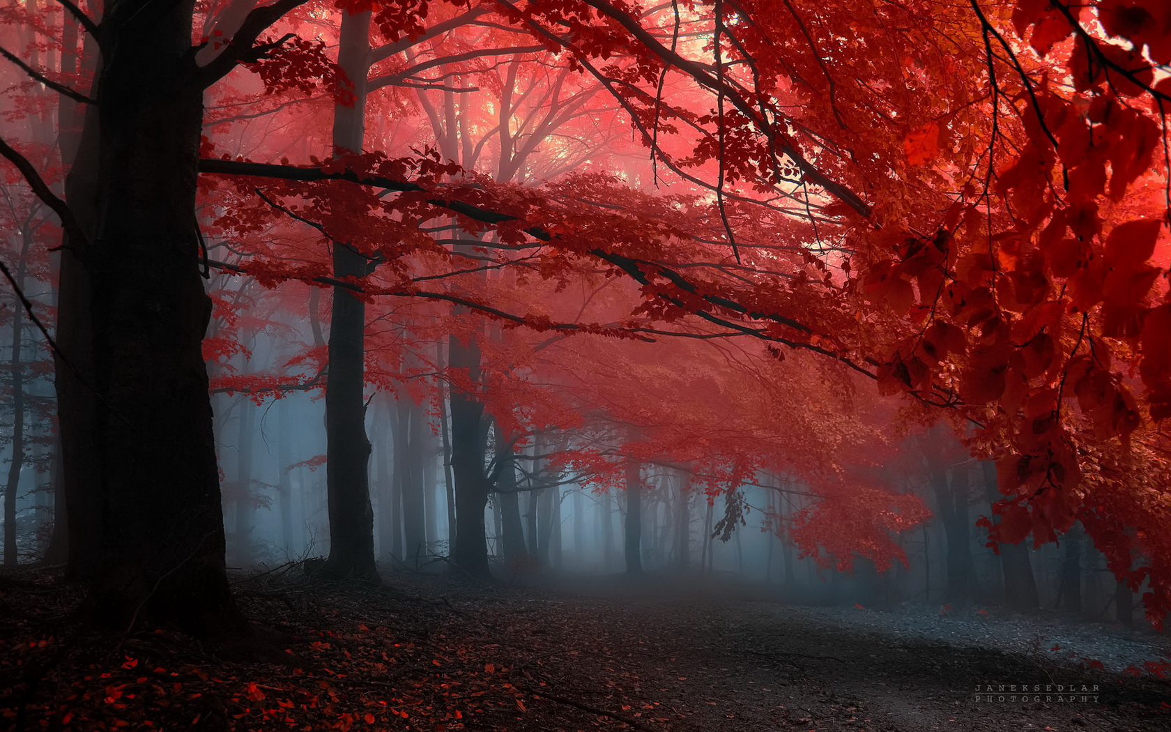 tree, Red, Leafs, Forrest Wallpaper