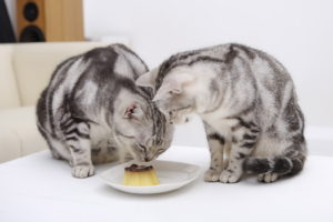cats, Eating, Cake