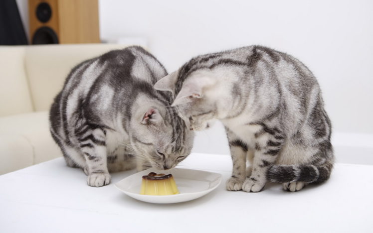 cats, Eating, Cake HD Wallpaper Desktop Background