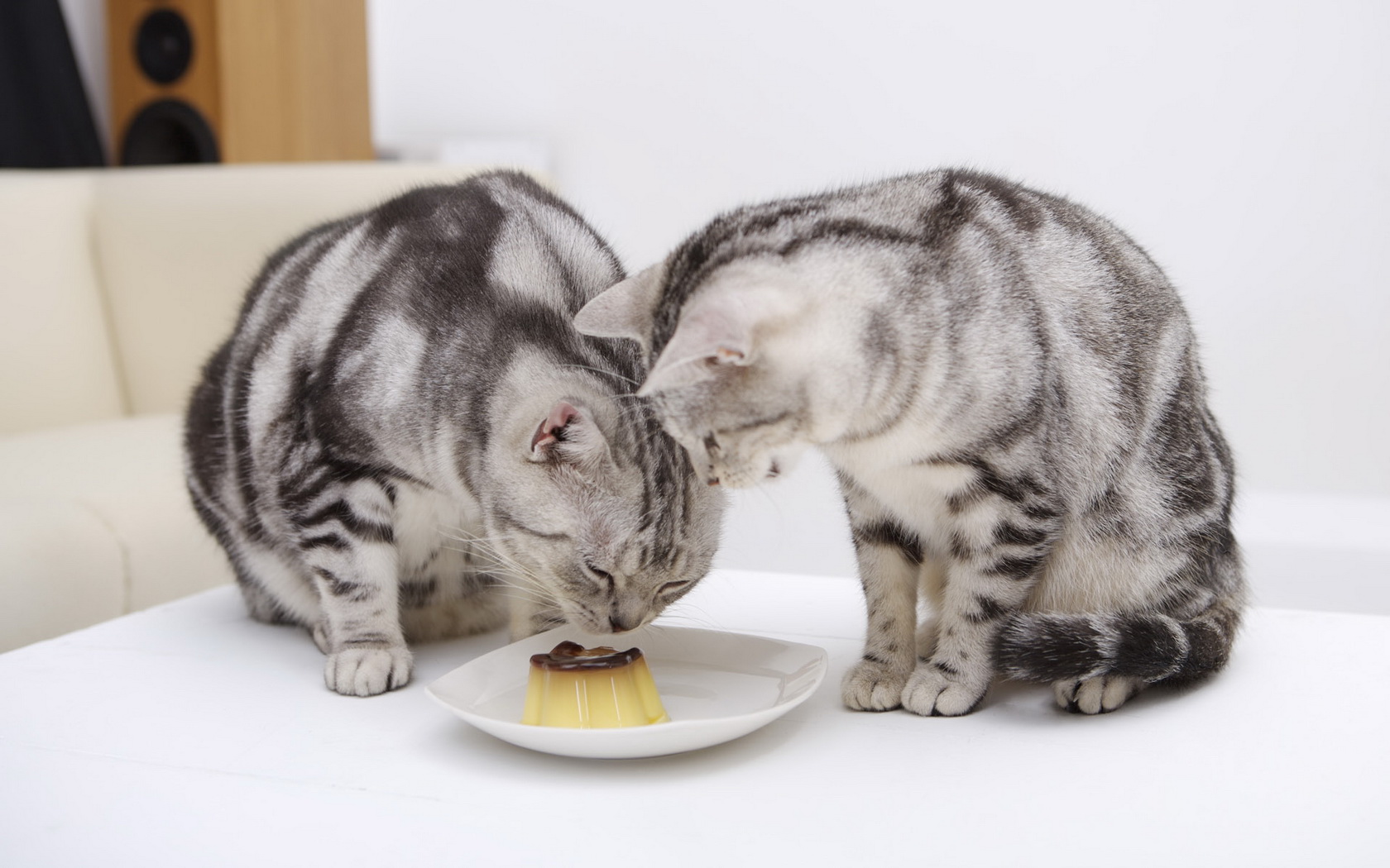 cats, Eating, Cake Wallpaper