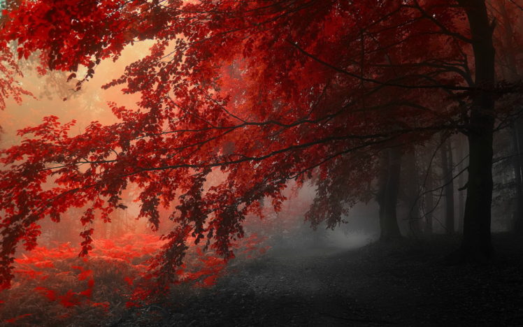 trees, Forrest, Red, Leafs HD Wallpaper Desktop Background
