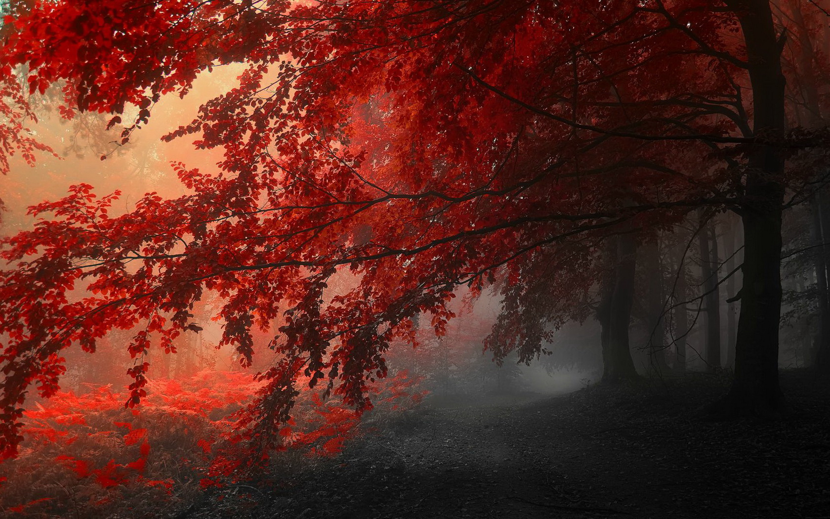 trees, Forrest, Red, Leafs Wallpaper