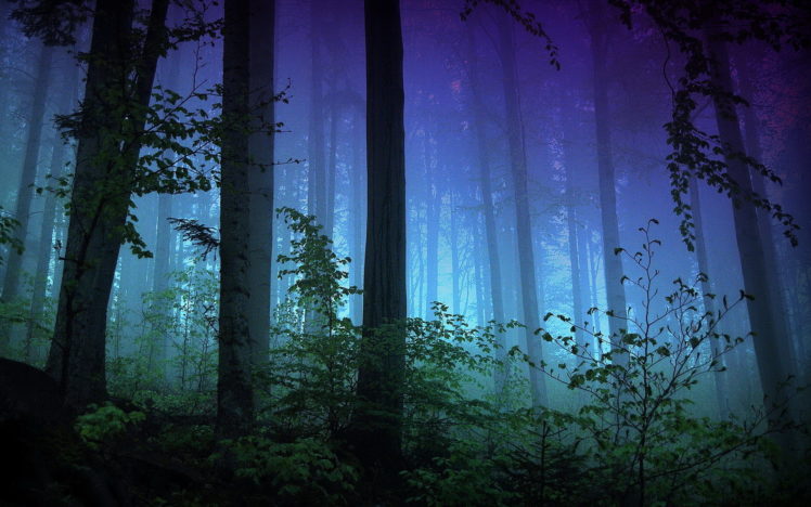 trees, Mist, Forrest HD Wallpaper Desktop Background