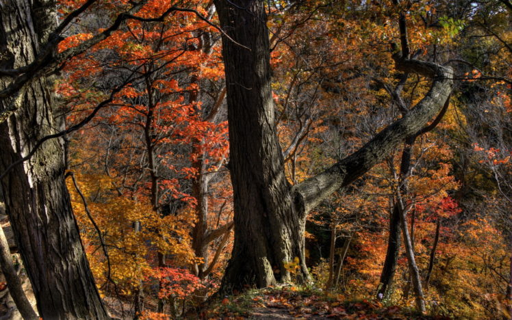 autumn, Fall, Forest, Trees HD Wallpaper Desktop Background