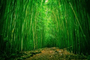 bamboo, Forest