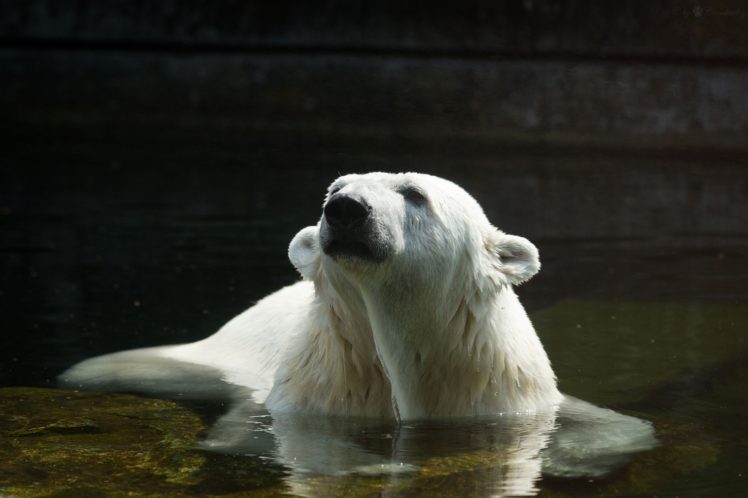 bear, Polar, Predator, Water, Bathing HD Wallpaper Desktop Background