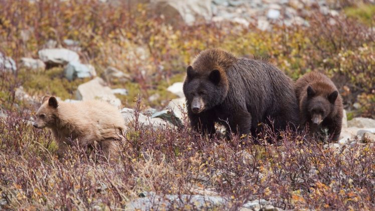 bears, Bear, Cubs HD Wallpaper Desktop Background