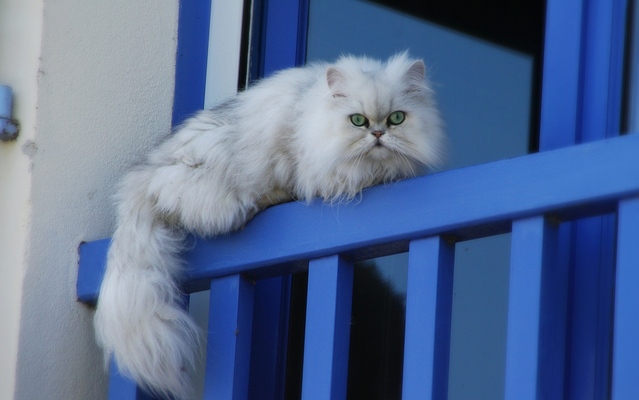 cat, Fluffy, Window Wallpaper