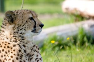 cheetah, Wild, Cat, Face, Profile
