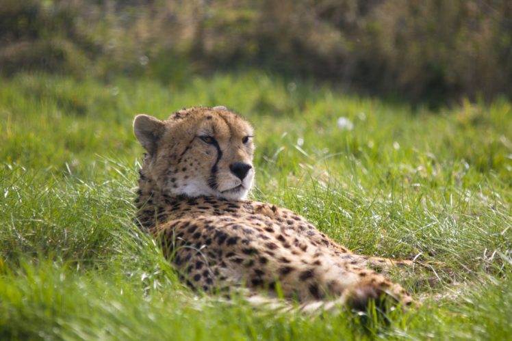 cheetah, Wild, Cat, Rest HD Wallpaper Desktop Background
