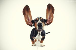 dog, Ears, Headphones