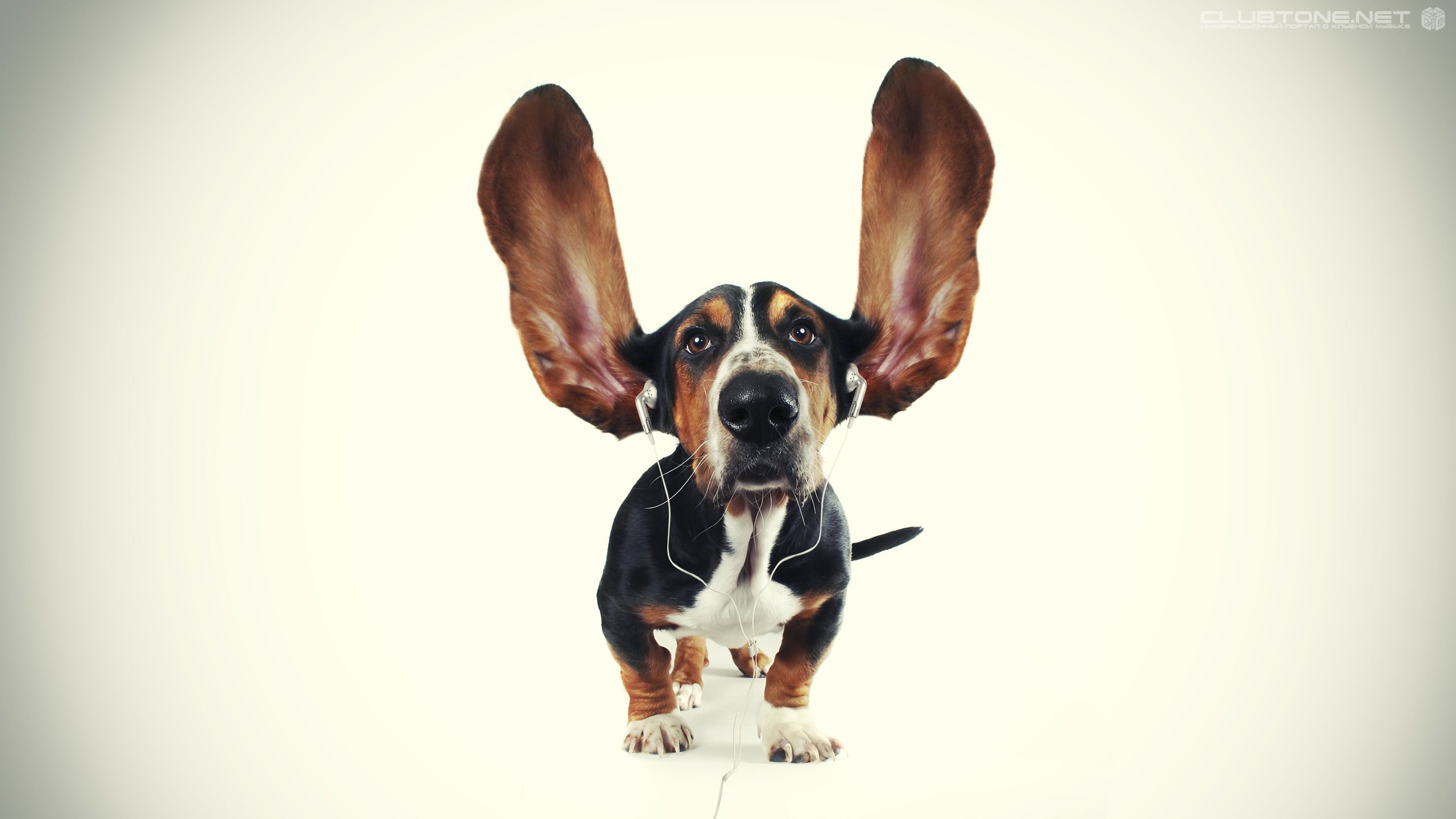 dog, Ears, Headphones Wallpaper
