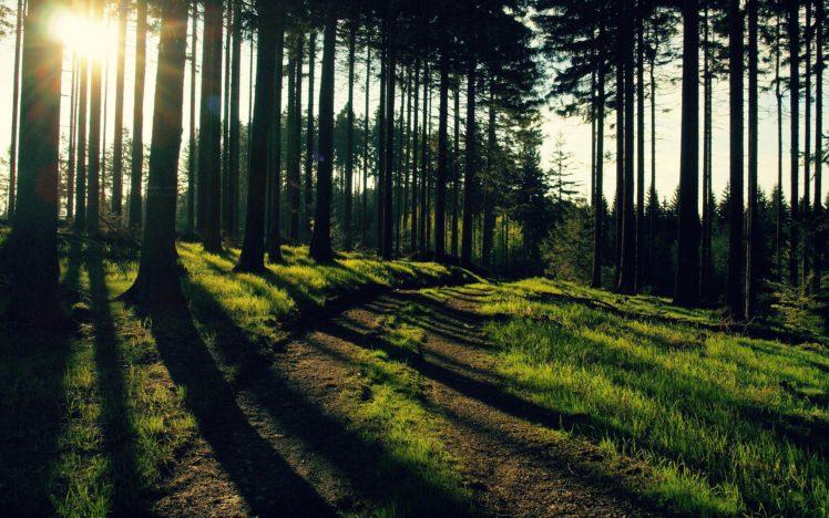 nature, Trees, Forest, Path, Sunlight HD Wallpaper Desktop Background