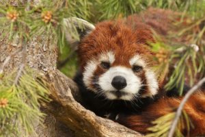 red, Panda, Panda, Tree, Branches, Needles
