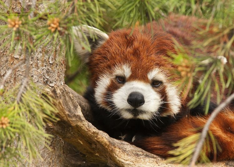 red, Panda, Panda, Tree, Branches, Needles HD Wallpaper Desktop Background