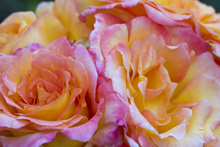 roses, Petals, Macro HD Wallpaper Desktop Background