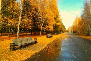 trees, Foliage, Leaves, Golden, Autumn, Bench, Bench, Park, Alley