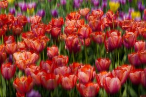 tulips, Buds, Bokeh