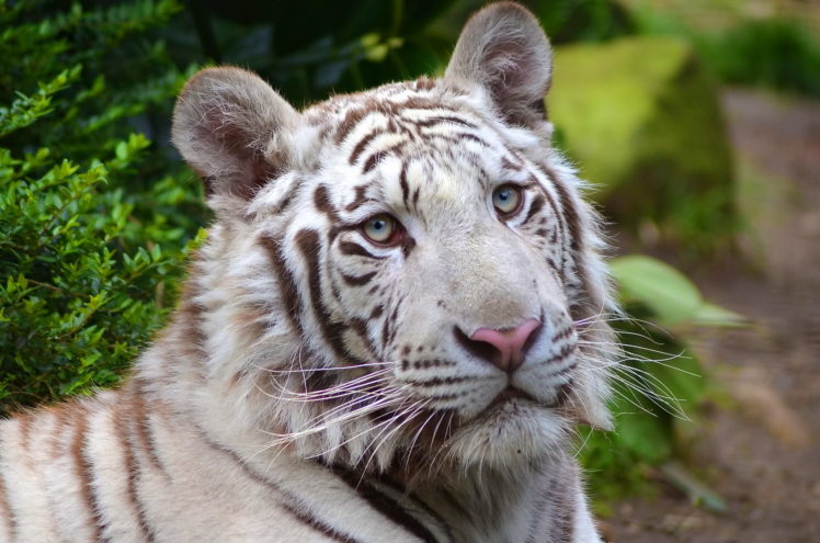 white, Tiger, Face, Predator HD Wallpaper Desktop Background