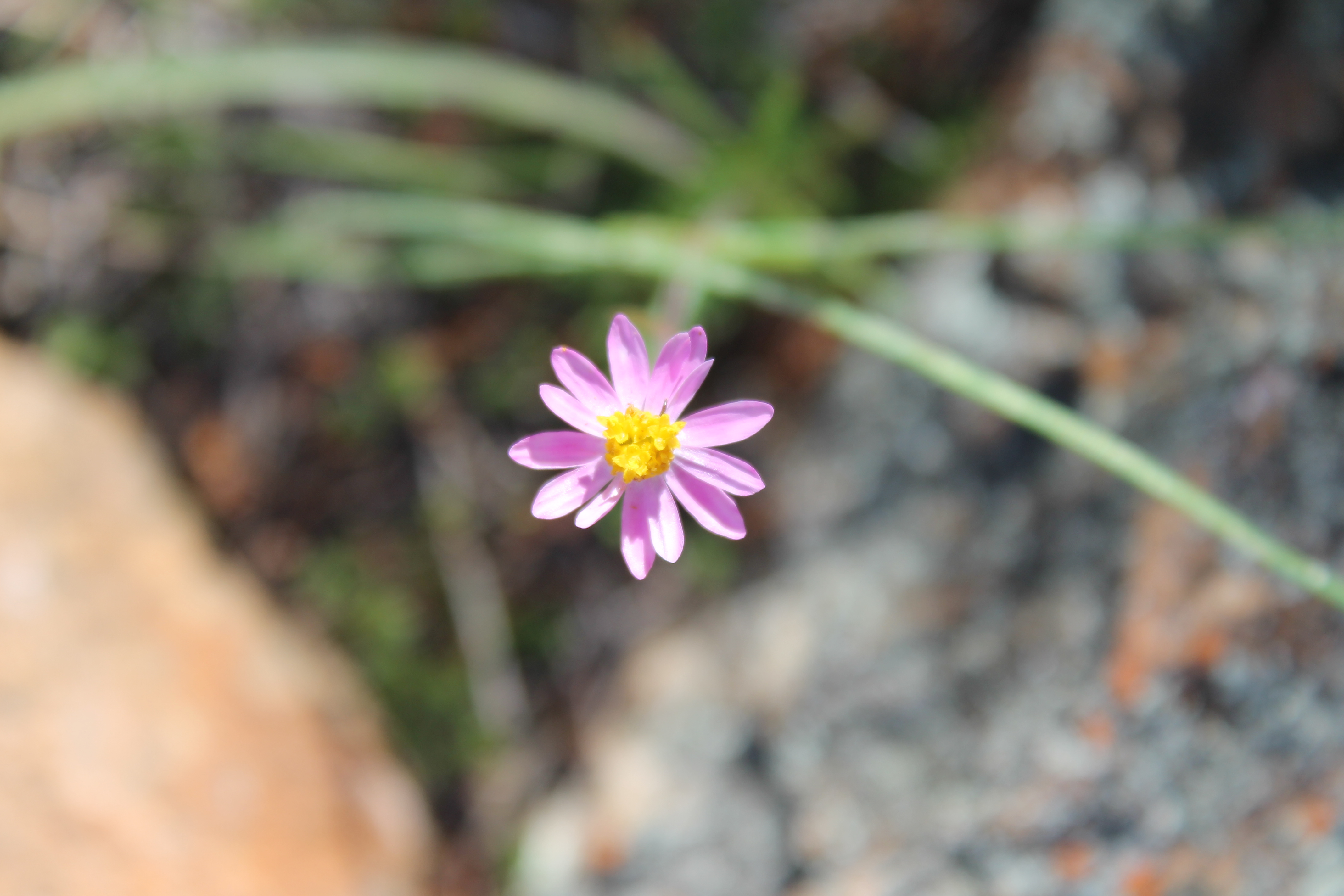 everlasting Wallpaper