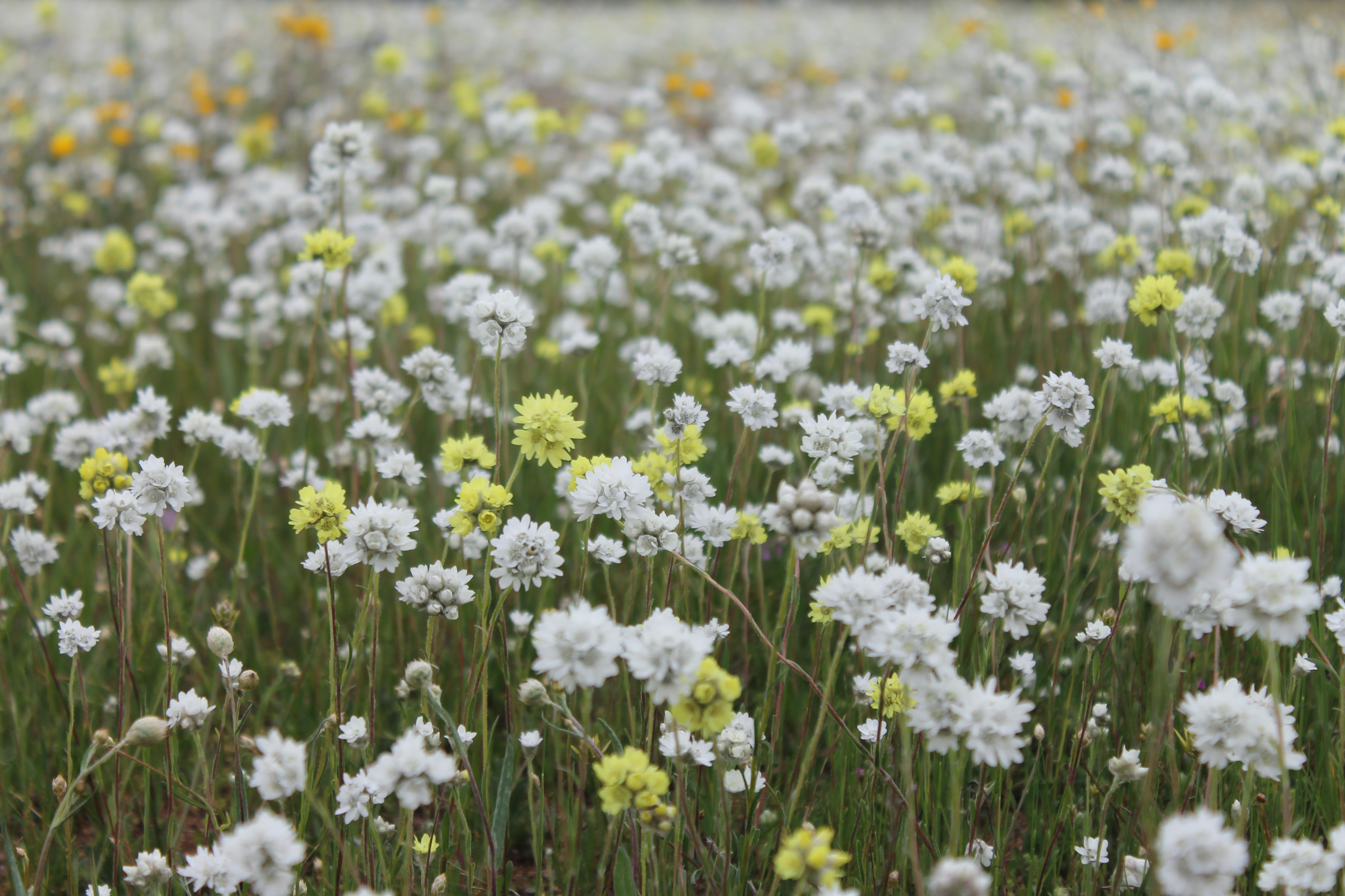 aussie, Bush Wallpaper