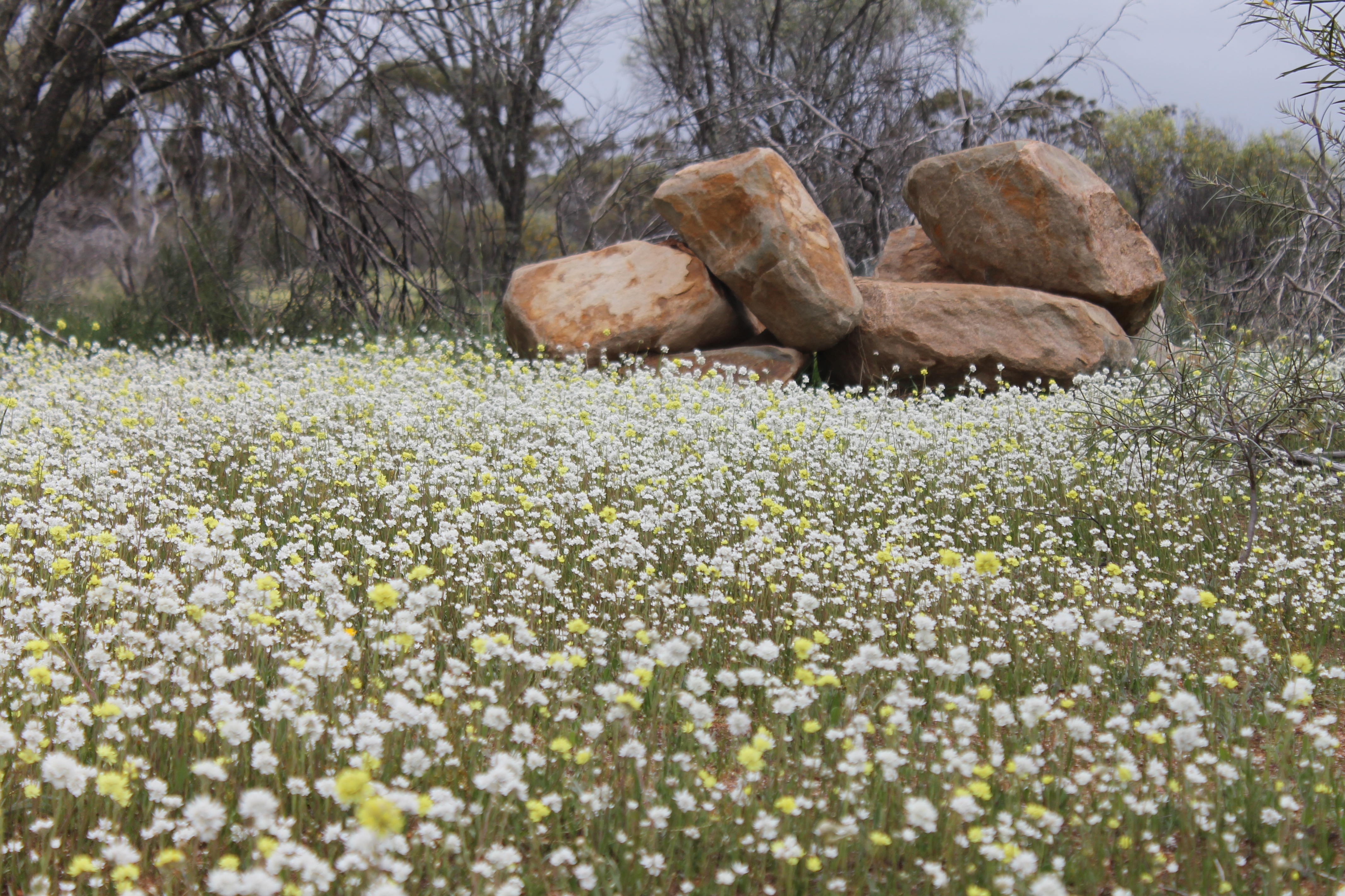 spring, Flowers Wallpaper