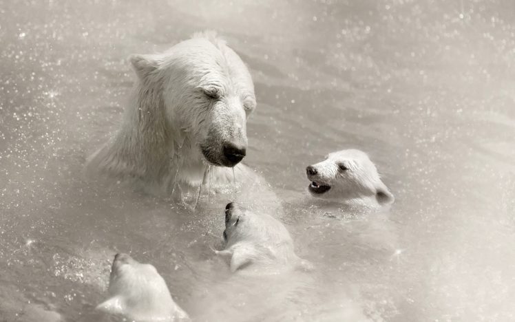 animals, Polar, Bears, Baby, Animals HD Wallpaper Desktop Background
