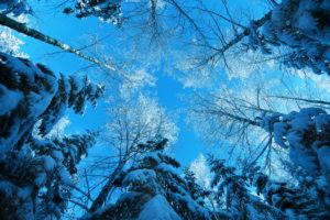 nature, Trees, Snow