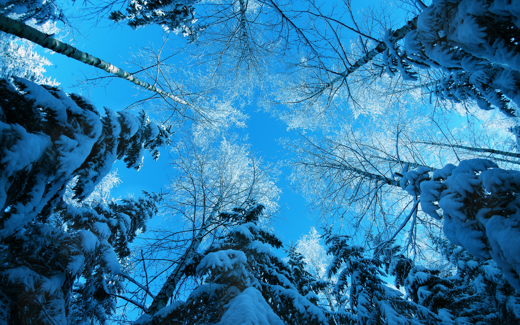 nature, Trees, Snow Wallpaper