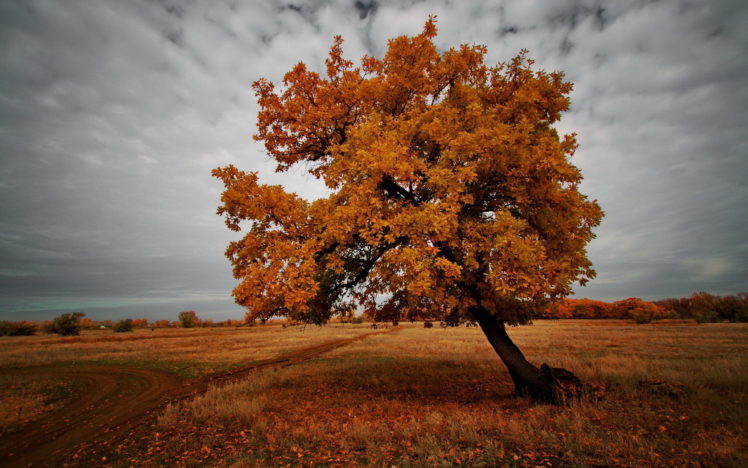 landscape, Tree, Fall HD Wallpaper Desktop Background