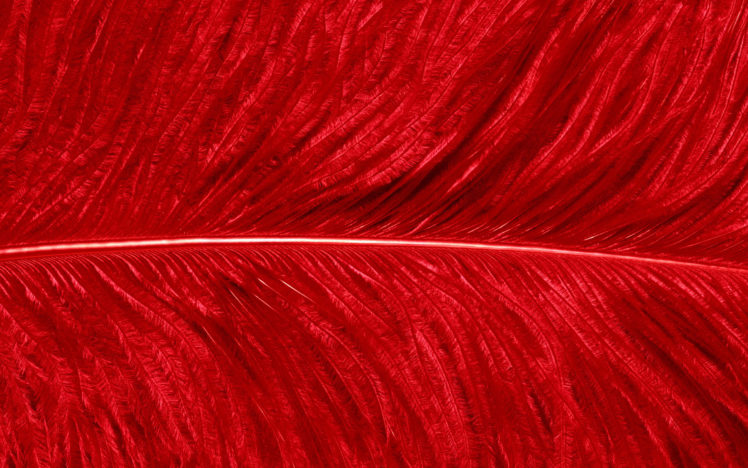 red, Birds, Textures, Parrots, Feathers HD Wallpaper Desktop Background