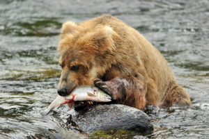 bear, Brown, Fish, River