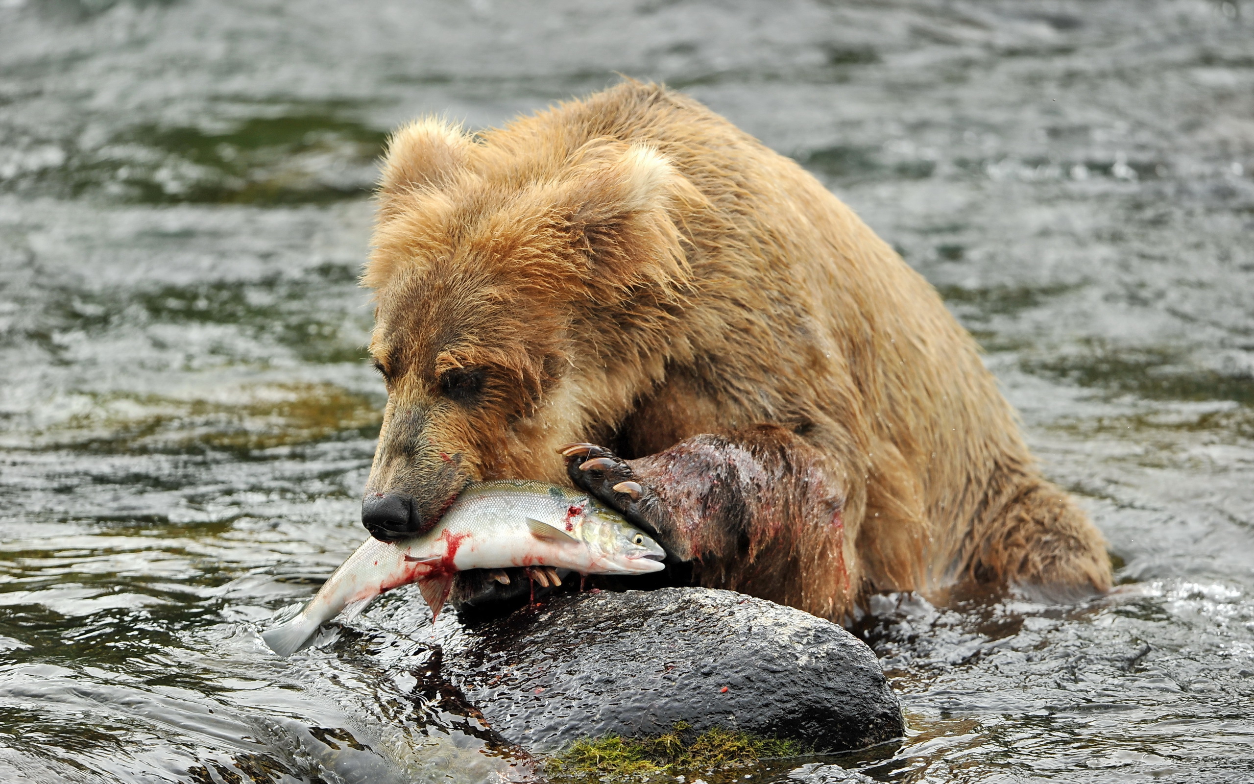 bear, Brown, Fish, River Wallpaper