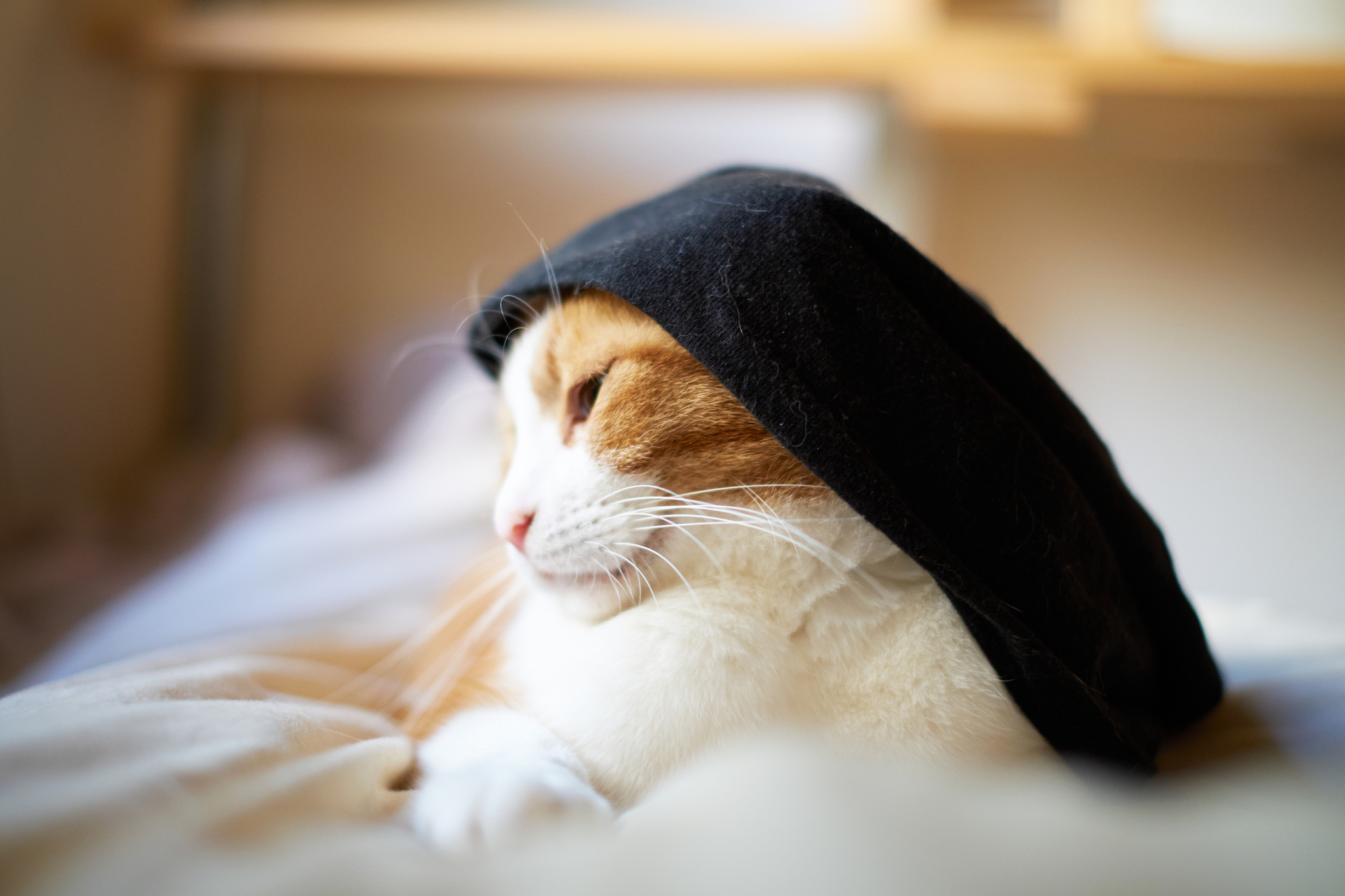 cats Wallpaper
