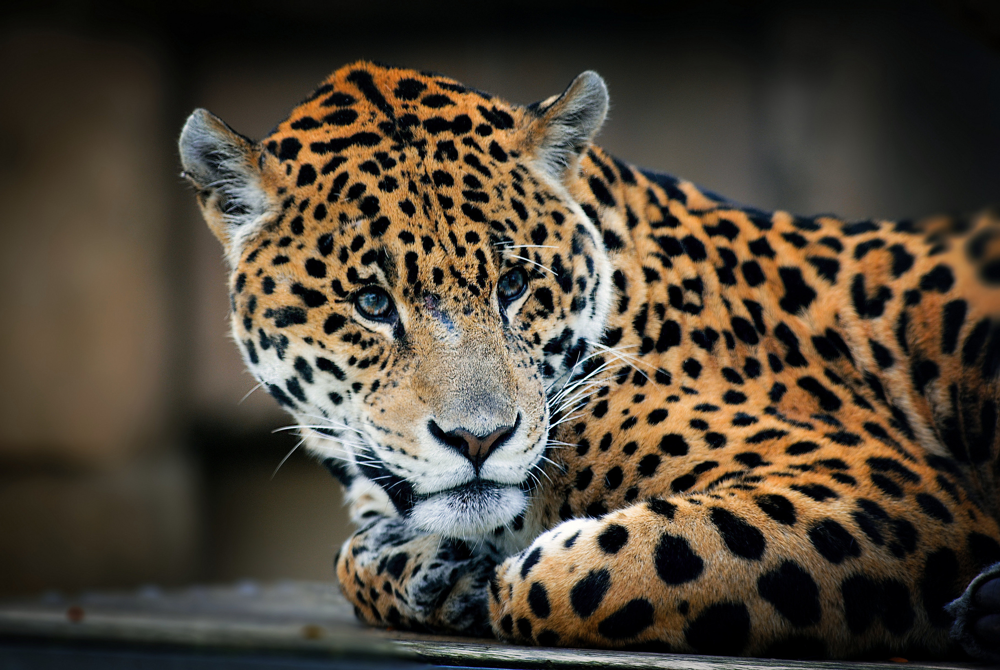jaguar Wallpapers HD / Desktop and Mobile Backgrounds