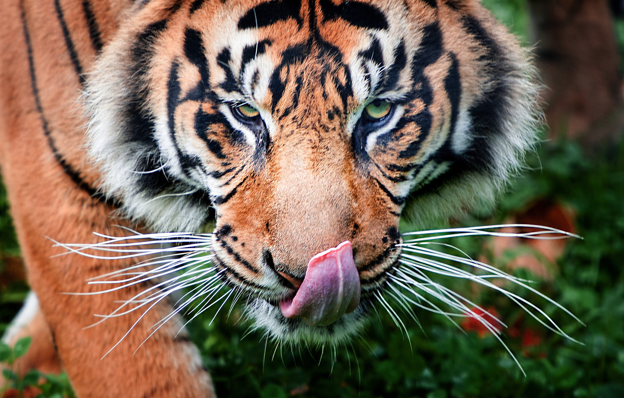 tiger Wallpaper