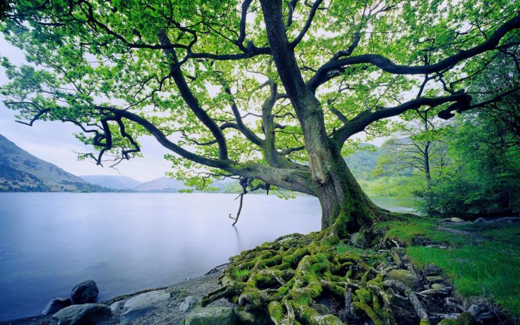 landscapes, Nature, Trees, Old, United, Kingdom, Lakes HD Wallpaper Desktop Background